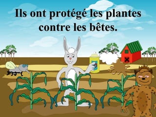 Ils ont protégé les plantes
contre les bêtes.
 