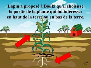 Lapin a proposé à Bouki qu’il choisisse
la partie de la plante qui lui intéresse:
en haut de la terre ou en bas de la terre.
37
 