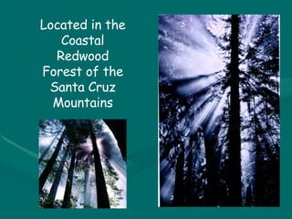 Located in the Coastal Redwood Forest of the Santa Cruz Mountains 