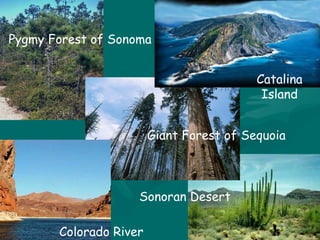 Pygmy Forest of Sonoma Giant Forest of Sequoia Sonoran Desert Colorado River Catalina Island 