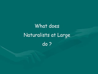 What does Naturalists at Large do ? 