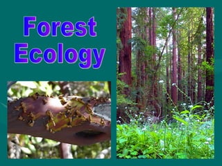 Forest Ecology 
