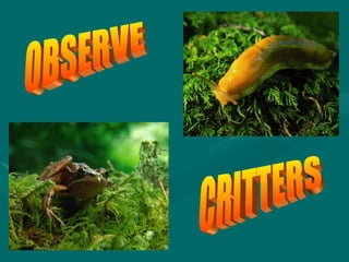 OBSERVE CRITTERS 
