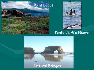 Point Lobos   Natural Bridges Punta de Ano Nuevo 