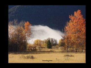morning mist
 