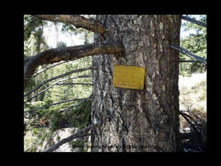 SheepGrazing Boundaryhigh upon aridge
 