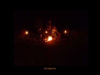 The Night Life
 