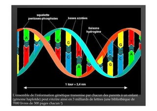 L'ensemble de l'information génétique transmise par chacun des parents à un enfant
(génome haploïde) peut s'écrire ainsi en 3 milliards de lettres (une bibliothèque de
7000 livres de 300 pages chacun !)
 