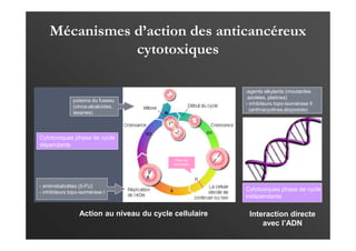 Mécanismes d’action des anticancéreux
cytotoxiques
poisons du fuseau
(vinca-alcaloïdes,
taxanes)
- antimétabolites (5-FU)
- inhibiteurs topo-isomérase I
Point de
restriction
Cytotoxiques phase de cycle
indépendants
Cytotoxiques phase de cycle
dépendants
Interaction directe
avec l’ADN
-agents alkylants (moutardes
azotées, platines)
- inhibiteurs topo-isomérase II
(anthracyclines,étoposide)
Action au niveau du cycle cellulaire
 