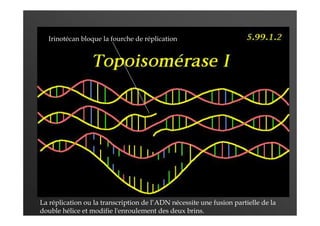La réplication ou la transcription de l’ADN nécessite une fusion partielle de la
double hélice et modifie l'enroulement des deux brins.
Irinotécan bloque la fourche de réplication
 