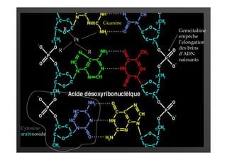 Pt
R
R
R
Guanine
Gemcitabine
empêche
l’elongation
des brins
d’ADN
naissants
Cytosine
arabinoside
 
