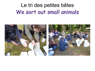 Le tri des petites bêtes
We sort out small animals
 