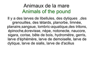 Animaux de la mare
Animals of the pound
Il y a des larves de libellules, des dytiques ,des
grenouilles, des tétards, planorbe, limnée,
planaire,sangsue, lombric-aquatique,des tritons,
épinoche,écrevisse, nèpe, notonecte, naucore,
sigara, corise, bête de bois, hydromètre, gerris,
larve d'éphémère, larve de demoiselle, larve de
dytique, larve de sialis, larve de d'acilius
 