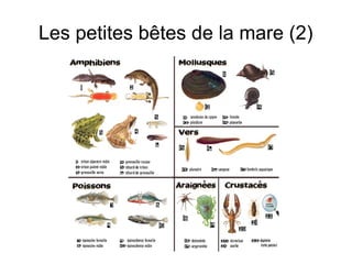Les petites bêtes de la mare (2)
 