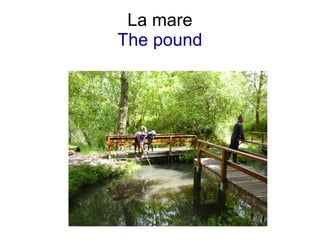 La mare
The pound
 