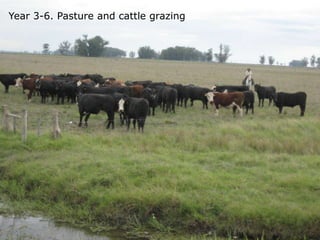 Rice production in the cone of South America – what can we learn for GRiSP-Asia?