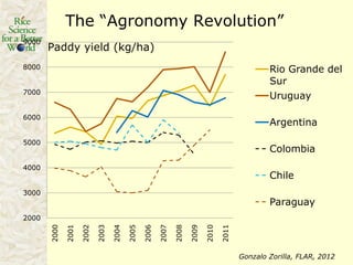 Rice production in the cone of South America – what can we learn for GRiSP-Asia?