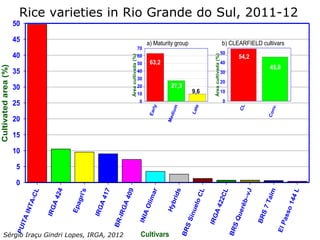 Rice production in the cone of South America – what can we learn for GRiSP-Asia?