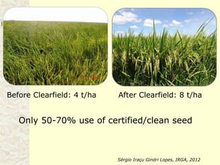 Rice production in the cone of South America – what can we learn for GRiSP-Asia?