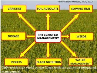 Rice production in the cone of South America – what can we learn for GRiSP-Asia?