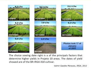 Rice production in the cone of South America – what can we learn for GRiSP-Asia?