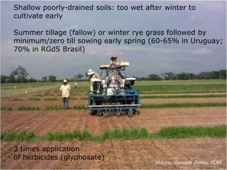 Rice production in the cone of South America – what can we learn for GRiSP-Asia?