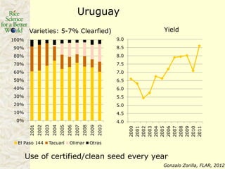 Rice production in the cone of South America – what can we learn for GRiSP-Asia?