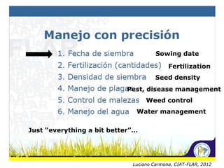 Rice production in the cone of South America – what can we learn for GRiSP-Asia?