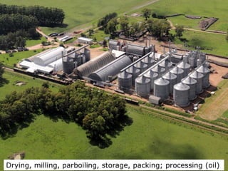 Rice production in the cone of South America – what can we learn for GRiSP-Asia?