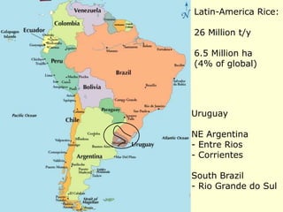 Rice production in the cone of South America – what can we learn for GRiSP-Asia?