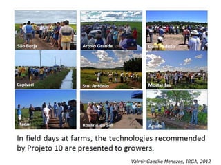 Rice production in the cone of South America – what can we learn for GRiSP-Asia?