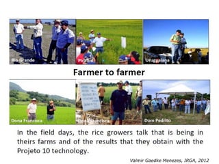 Rice production in the cone of South America – what can we learn for GRiSP-Asia?