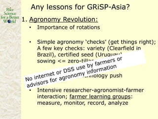 Rice production in the cone of South America – what can we learn for GRiSP-Asia?