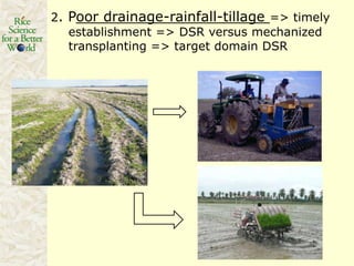Rice production in the cone of South America – what can we learn for GRiSP-Asia?