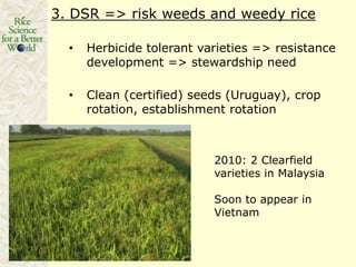 Rice production in the cone of South America – what can we learn for GRiSP-Asia?