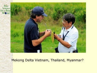 Rice production in the cone of South America – what can we learn for GRiSP-Asia?