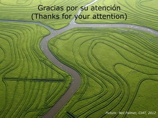 Rice production in the cone of South America – what can we learn for GRiSP-Asia?