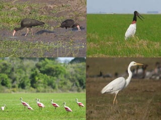 Rice production in the cone of South America – what can we learn for GRiSP-Asia?