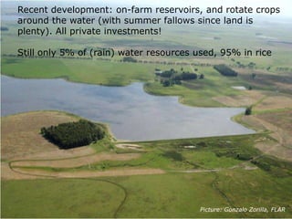 Rice production in the cone of South America – what can we learn for GRiSP-Asia?