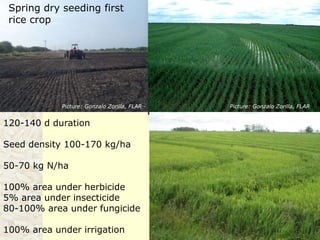 Rice production in the cone of South America – what can we learn for GRiSP-Asia?