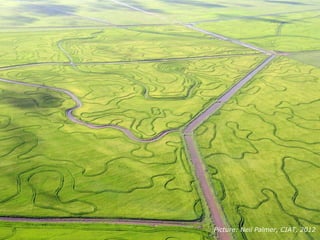 Rice production in the cone of South America – what can we learn for GRiSP-Asia?