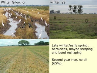 Rice production in the cone of South America – what can we learn for GRiSP-Asia?