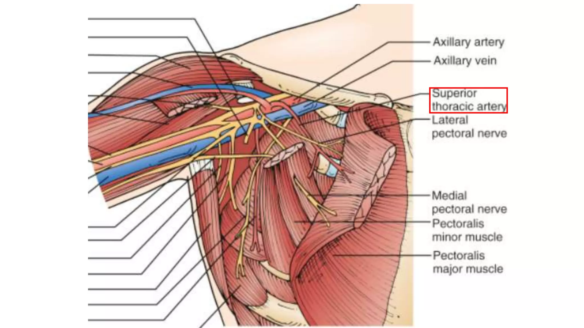 Boundaries & contents of Axilla | PPTX