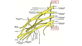 Boundaries & contents of Axilla | PPTX