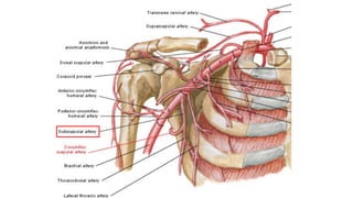 Boundaries & contents of Axilla | PPTX