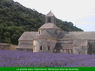 La grande sœur cistercienne: Sénanque dans les lavandes
 