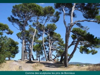 Comme des sculptures les pins de Bonnieux
 