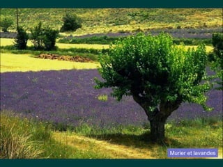 Murier et lavandes
 