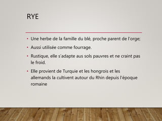 RYE
• Une herbe de la famille du blé, proche parent de l’orge;
• Aussi utilisée comme fourrage.
• Rustique, elle s’adapte aus sols pauvres et ne craint pas
le froid.
• Elle provient de Turquie et les hongrois et les
allemands la cultivent autour du Rhin depuis l’époque
romaine
 