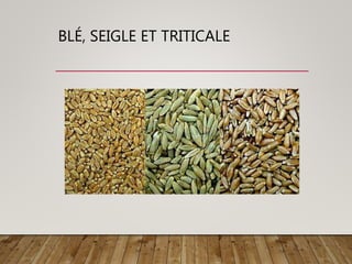 BLÉ, SEIGLE ET TRITICALE
 